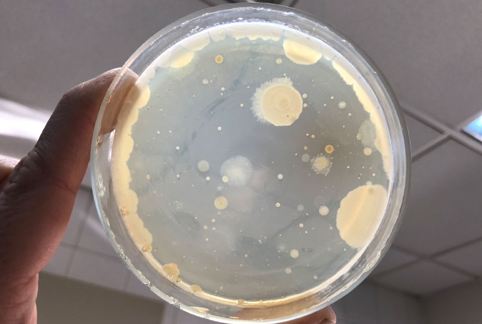 baktérium